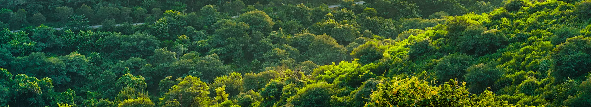 Floresta vista de cima com copa das árvores verde
